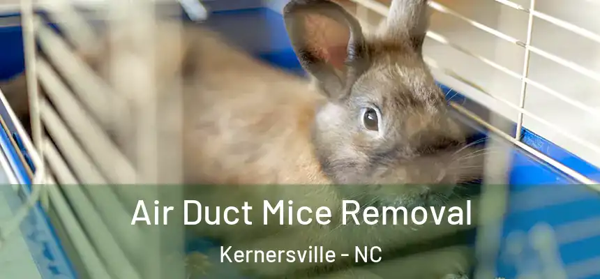  Air Duct Mice Removal Kernersville - NC